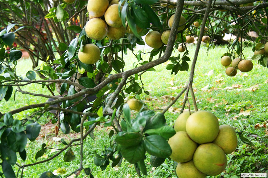 Gite L'abricotier Location saisonnière Martinique